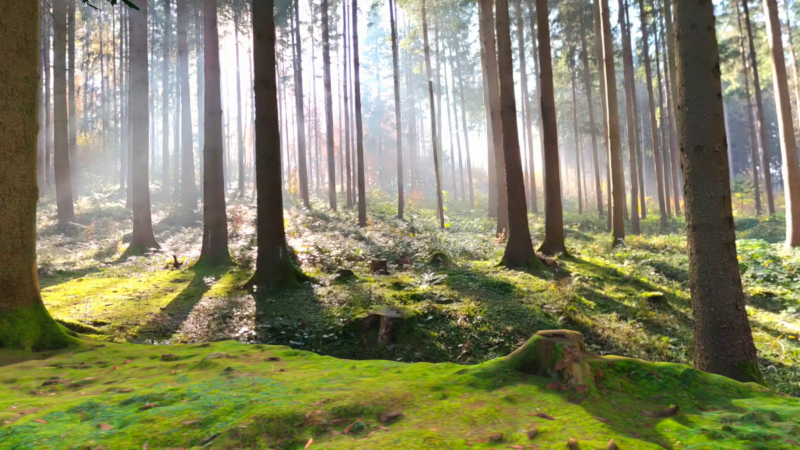 theforestsanctuary-1